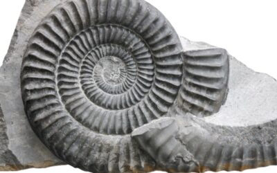 Epammonites latisulcatum