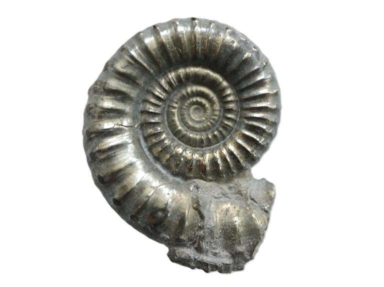 18. Crucilobiceras densinodum-Sinemurium
