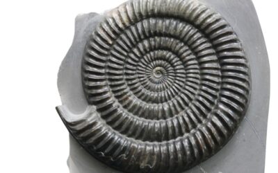 Epammonites rotarium