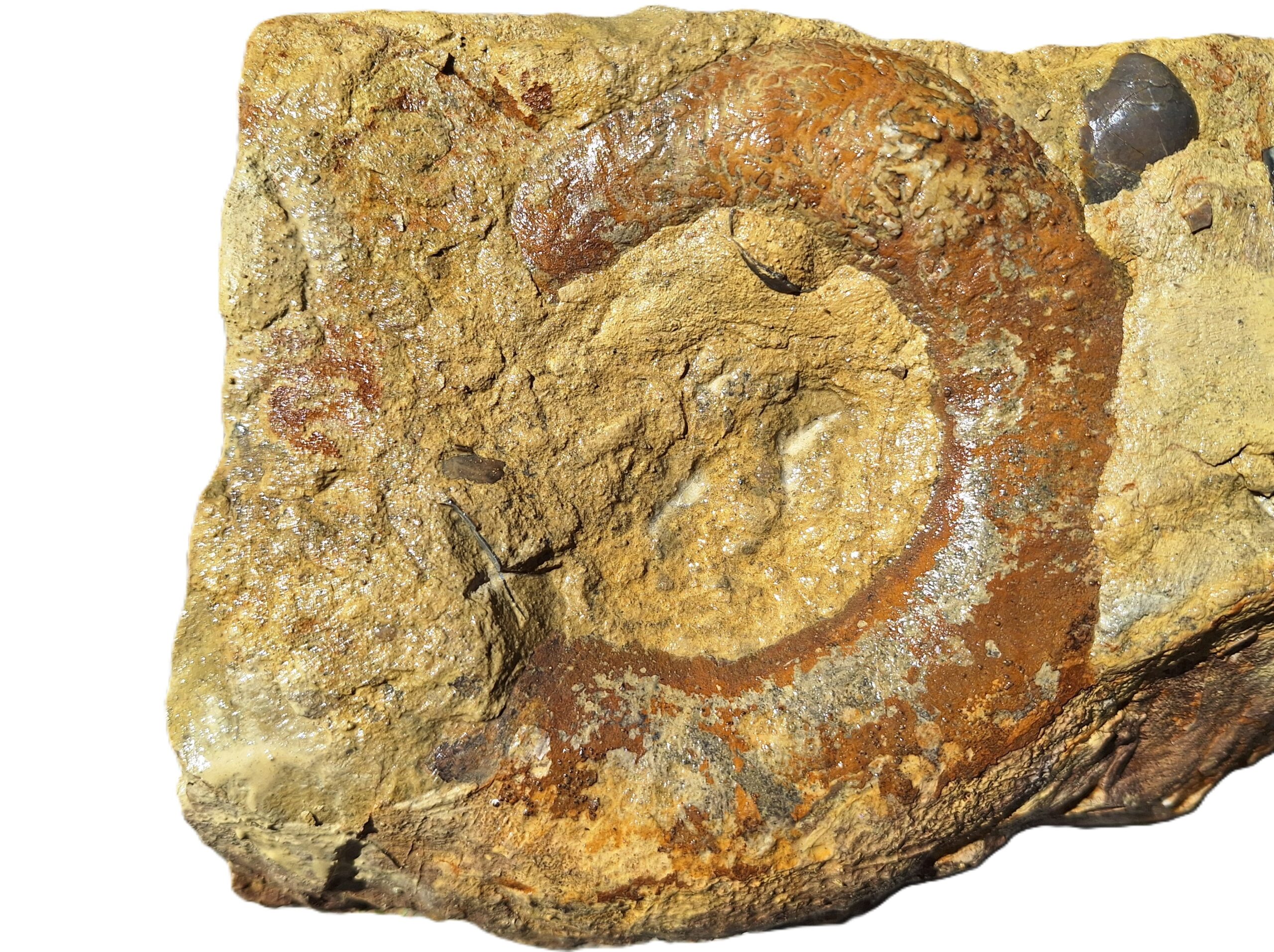 20cm Lytoceras, Davoei-Bank