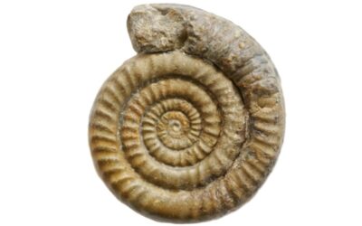 Schreinbachites laqueoides
