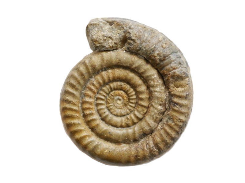 8. Schreinbachites laquoides-Hettangium