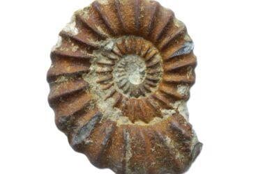 Die schwierige Suche nach Amaltheus, Lytoceras & Co.