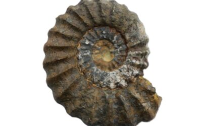 Androgynoceras (Androgynoceras) capricornus