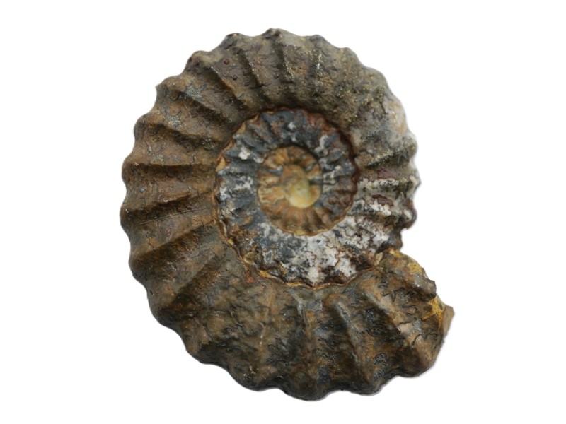 Androgynoceras capricornus-Pliensbachium