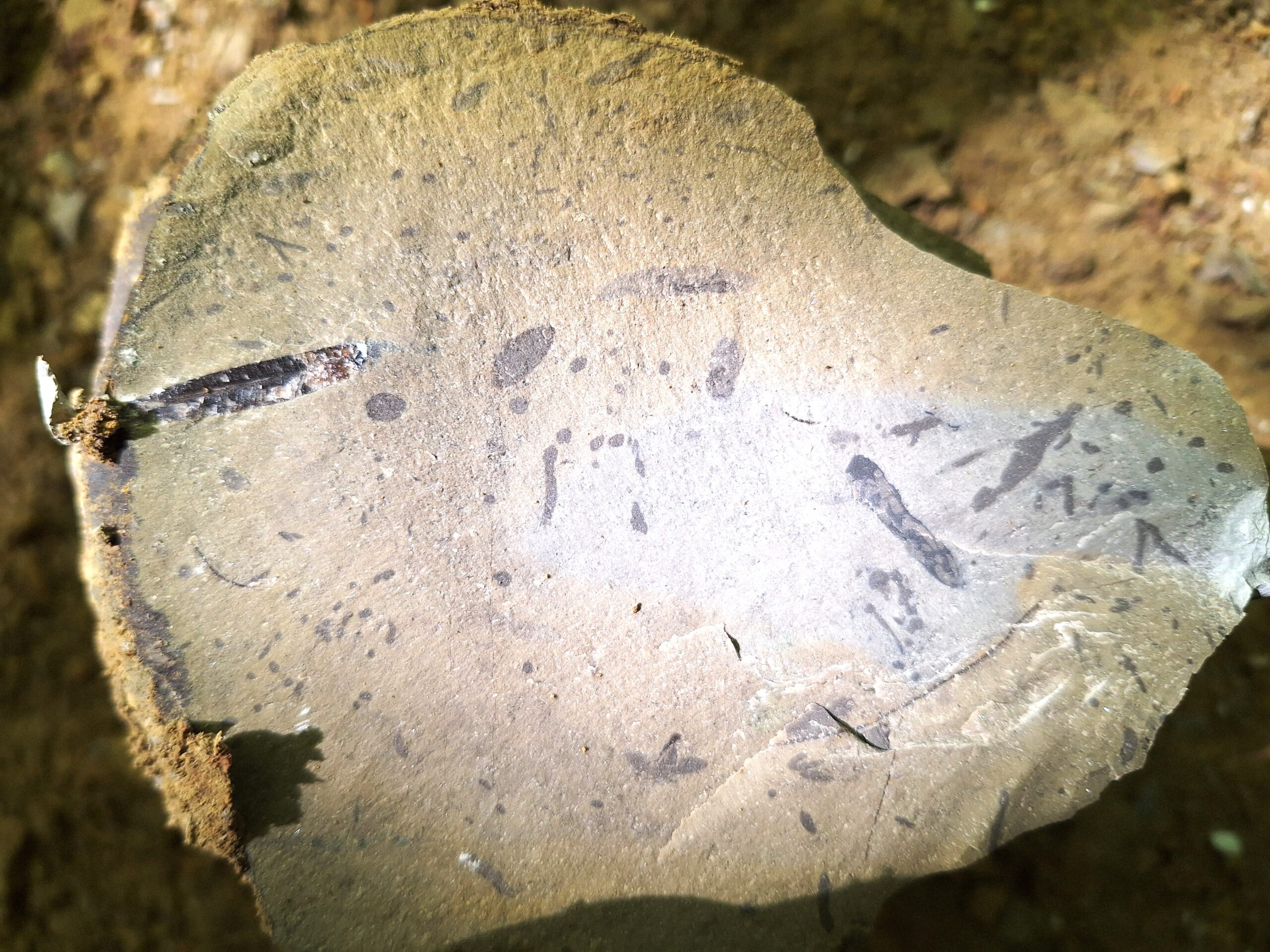 Belemnit und Spurenfossilien in der Davoei-Bank