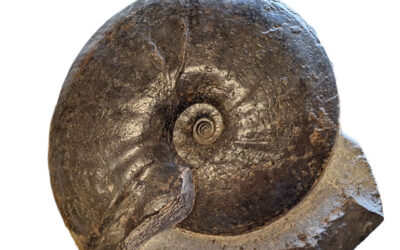 Gleviceras sp.