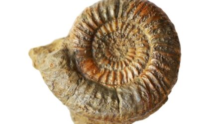 Leptosphinctes (Cleistosphinctes) paucicosta