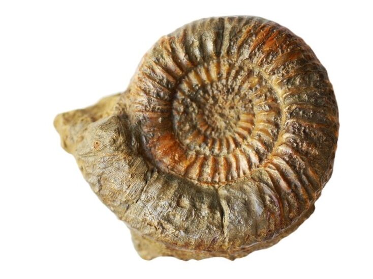Leptosphinctes paucicosta-Bajocium