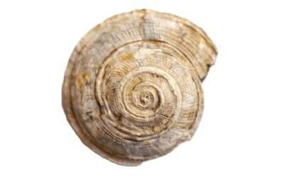 Obornella sp.