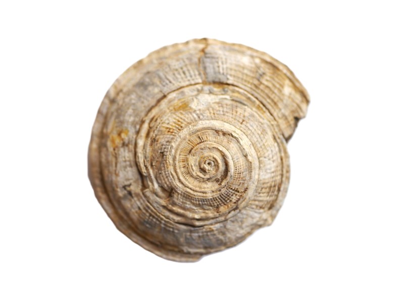 Obornella sp.-Aalenium