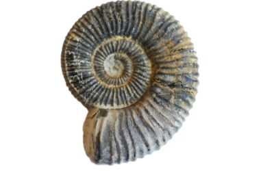 Peltoceras (Parapeltoceras) oblongum