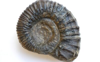 Peltoceras (Peltoceras) subtense