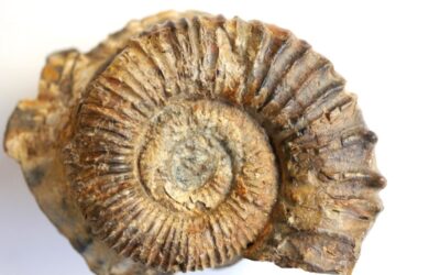 Peltoceras (Peltoceras) unispinosum