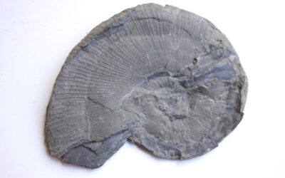 Pleurolytoceras dilucidum