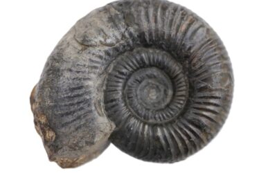 Procerites (Siemiradzkia) maticonensis