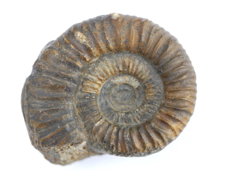 Procerites (Siemiradzkia) sp.