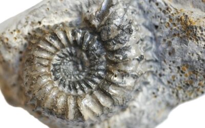Strenoceras bajocense