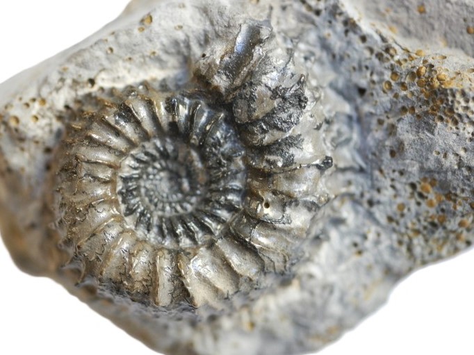 Strenoceras bajocense-Bajocium-