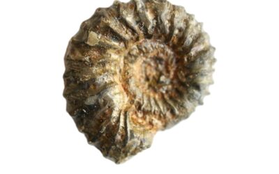 Strenoceras latidorsatum
