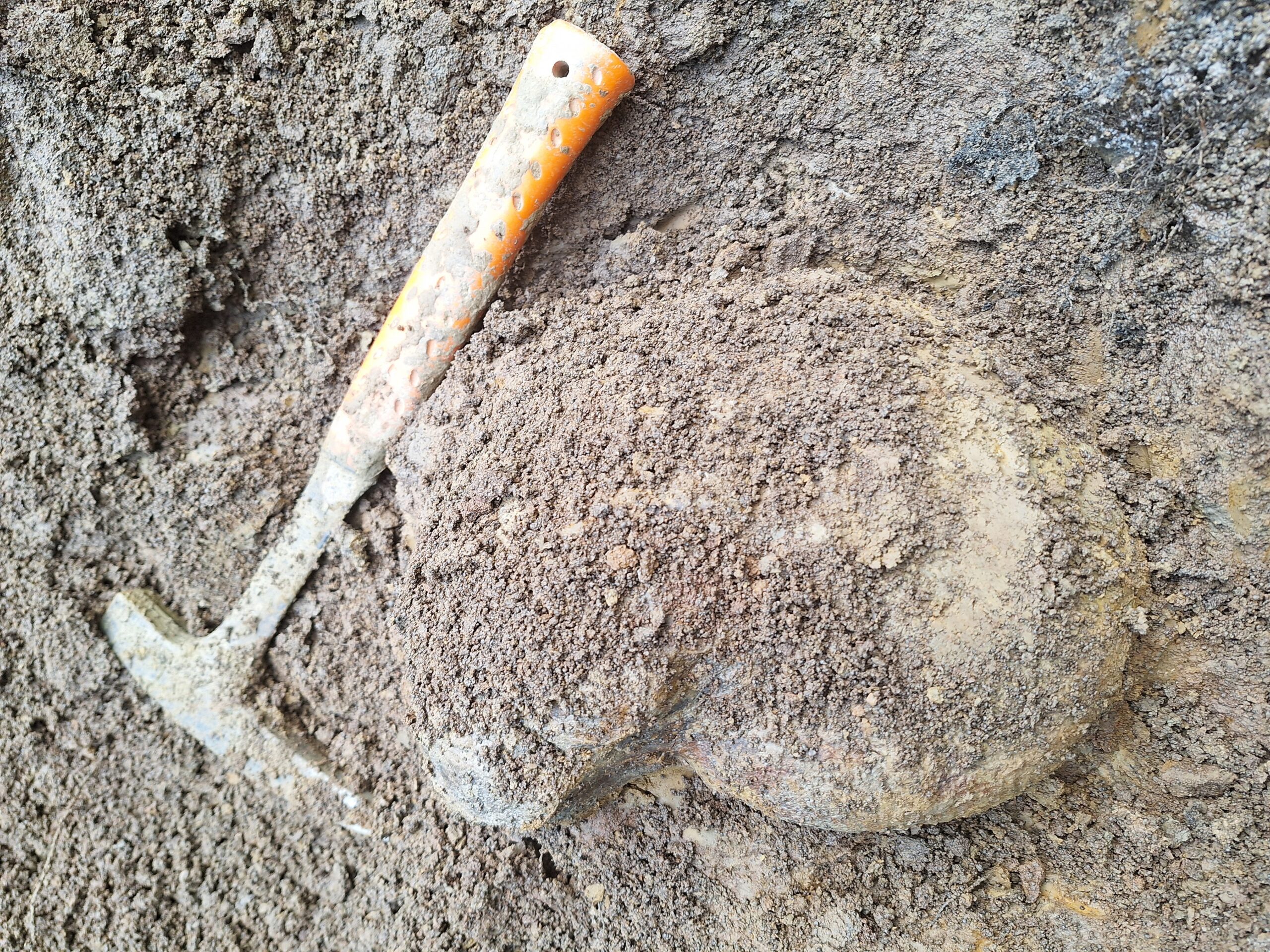 30cm Macrocephalites aus dem Mittleren Callovium