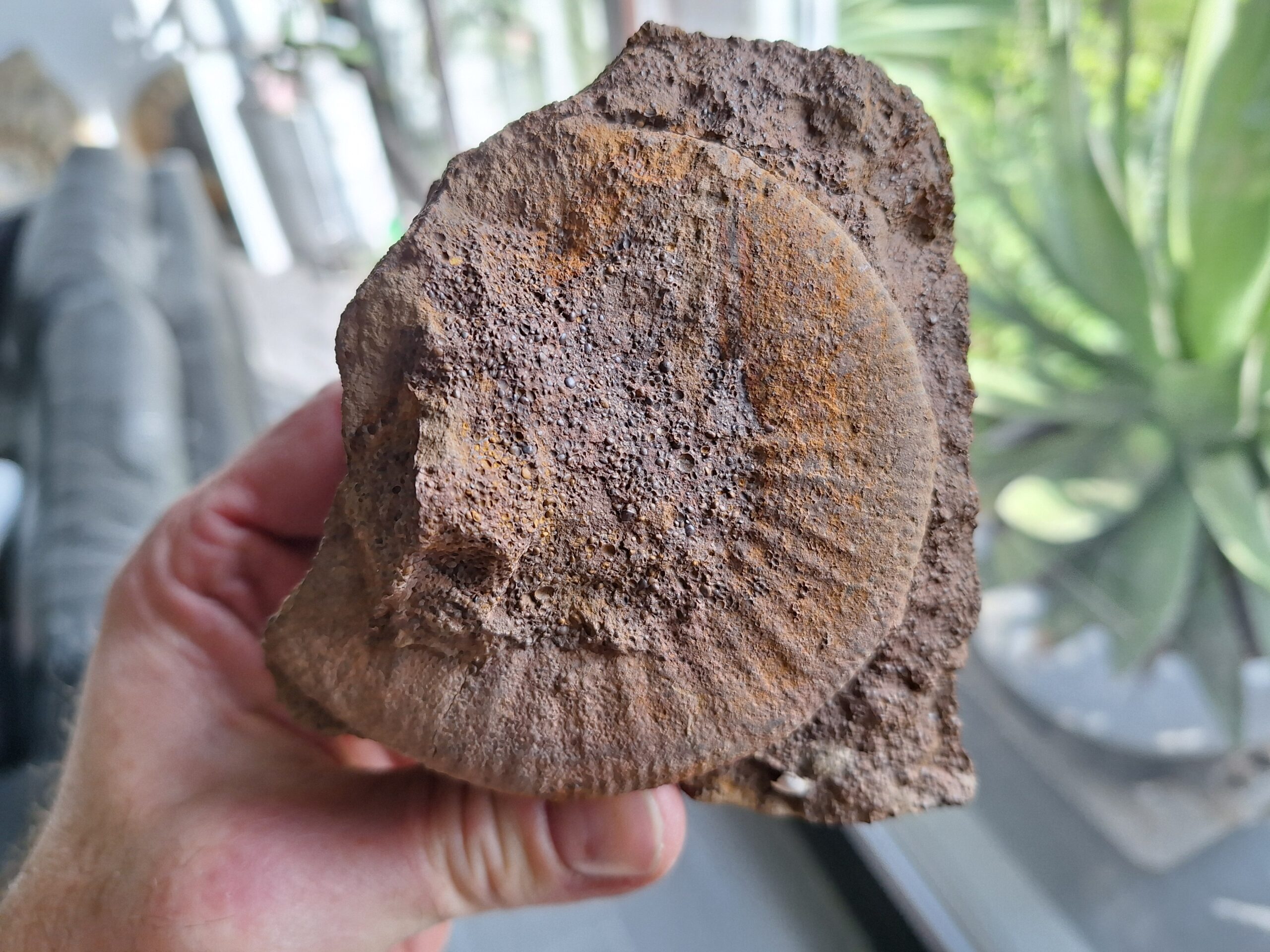 Binatisphinctes aus der Athleta-Zone