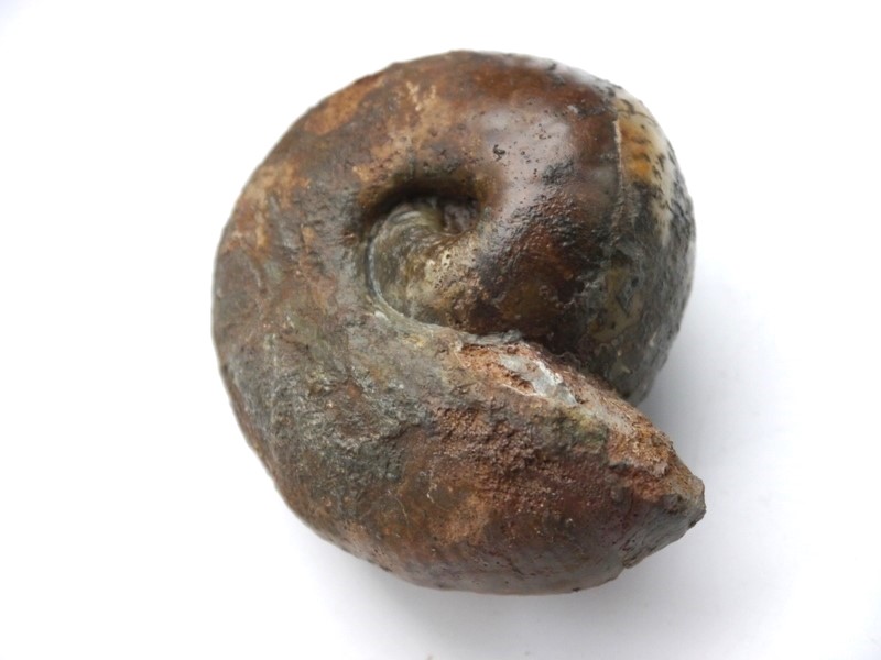 Bullatimorphites bullatus-Callovium