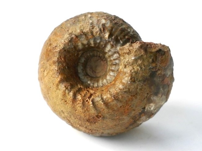 Cadoceras suevicum-Callovium
