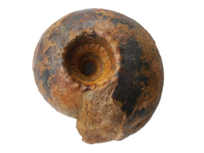 Cadoceras wutachense-Callovium