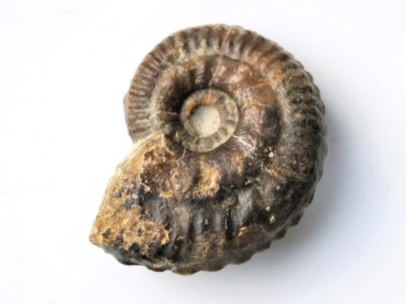 Hecticoceras perlatum-Callovium