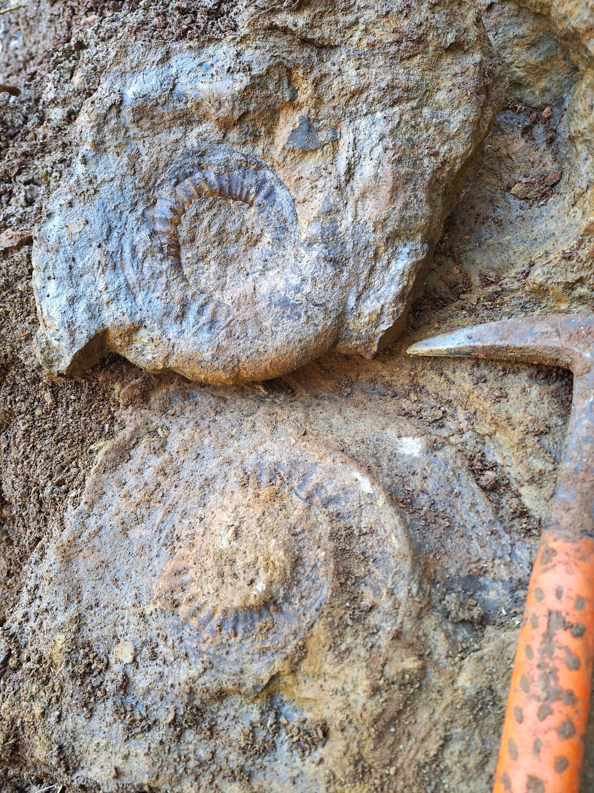 Homoeoplanulites aus der Discus-Zone