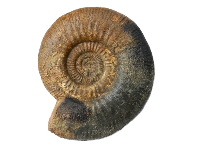 Homoeoplanulites balinensis-Bathonium