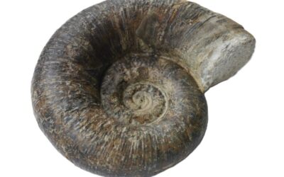 Lytoceras fimbriatum