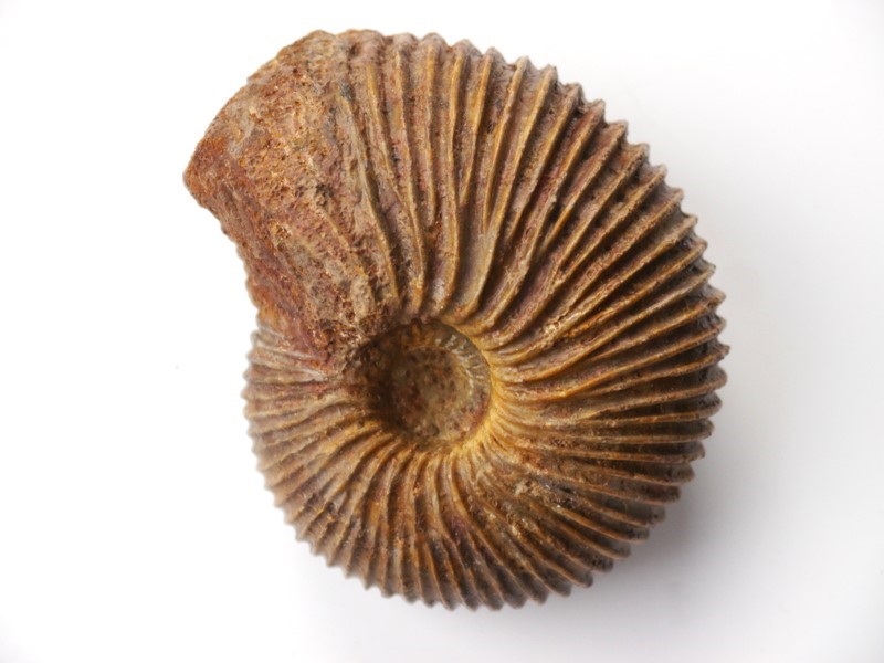 Macrocephalites uhligi-Callovium L