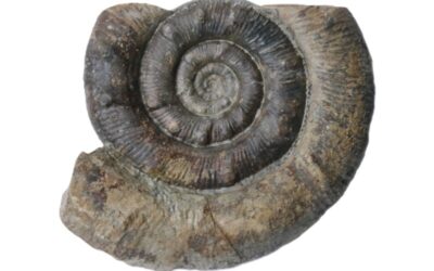 Prodactylioceras davoei