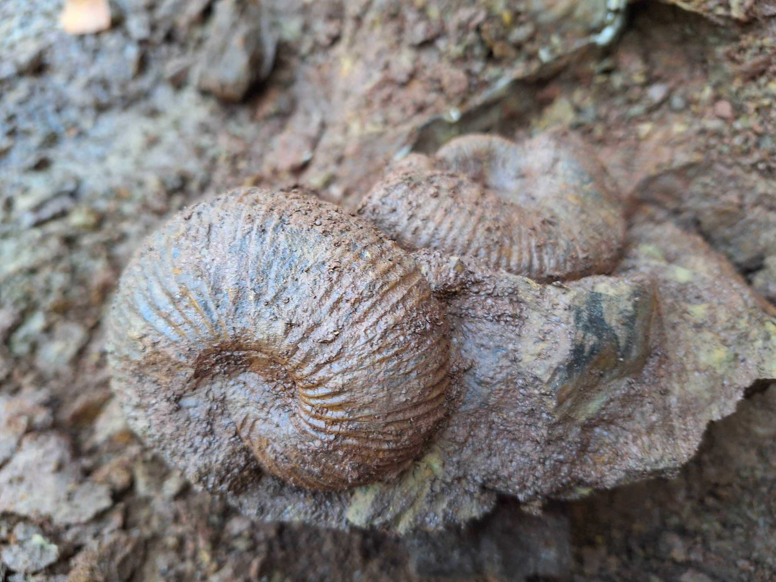 Stufe aus dem Unteren Callovium