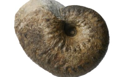 Von stattlicher Größe: ein Liparoceras aus dem Pliensbachium