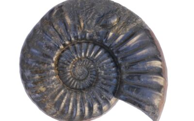 Asteroceras (Asteroceras) suevicum