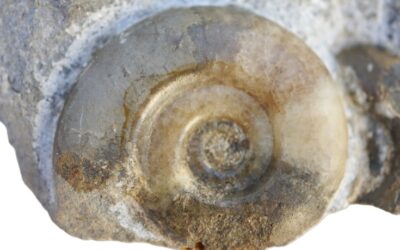 Neophyllites imitans