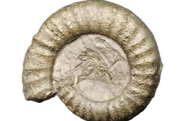 Platypleuroceras brevispina