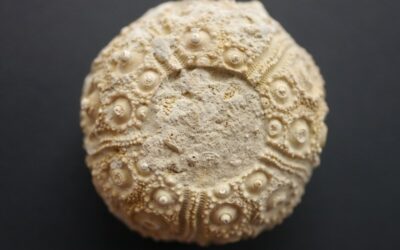 Ab Januar 2026: die Fossilien des Weißjura