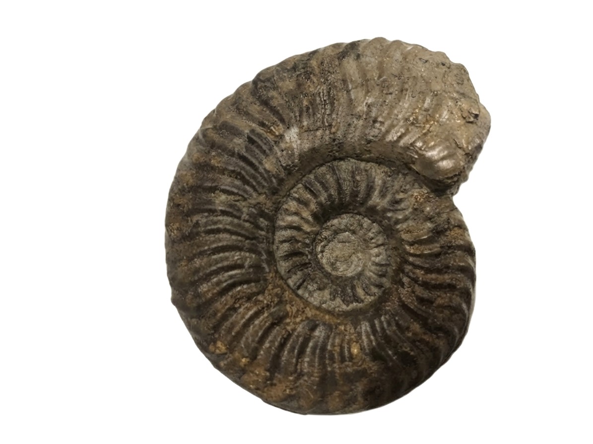 Podagrosites pseudogrunowi Heubach