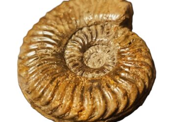 Podagrosites pseudogrunowi