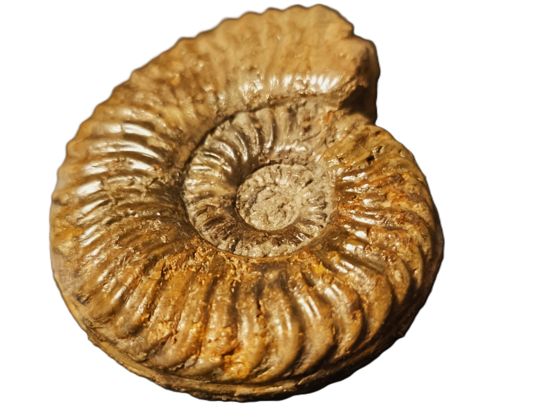 Podagrosites pseudogrunowi-Toarcium