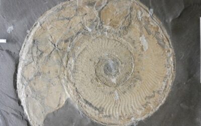 Protogrammoceras paltum