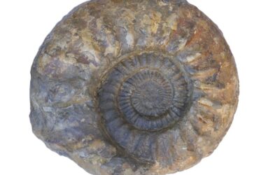 Agassiceras superbum