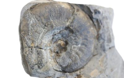 Amauroceras lenticulare