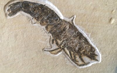 Antrimpos undenarius