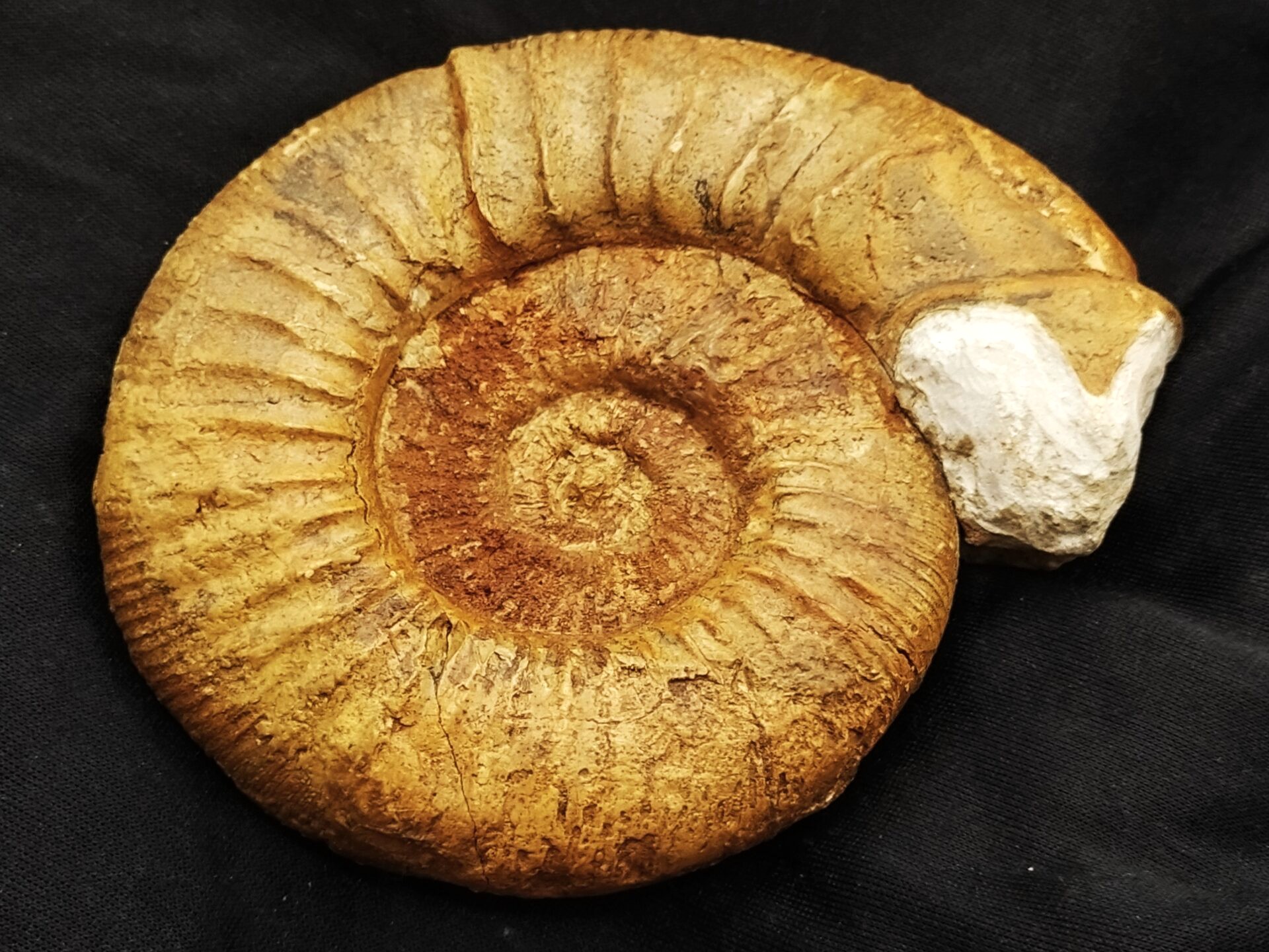 Ardescia sp.-Kimmeridgium