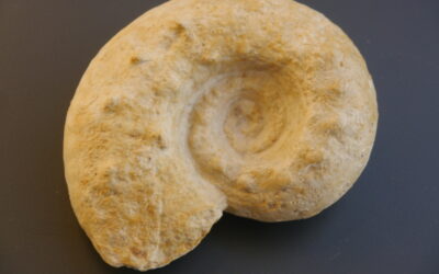 Aspidoceras hystricosum